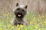 CAIRN TERRIER 637